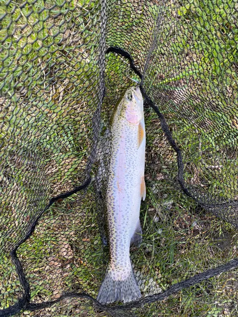 Regenbogenforelle