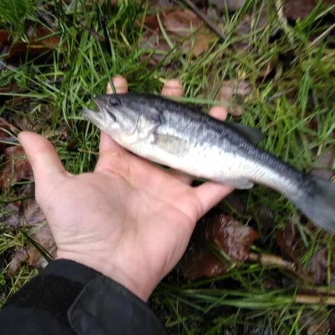 Forellenbarsch