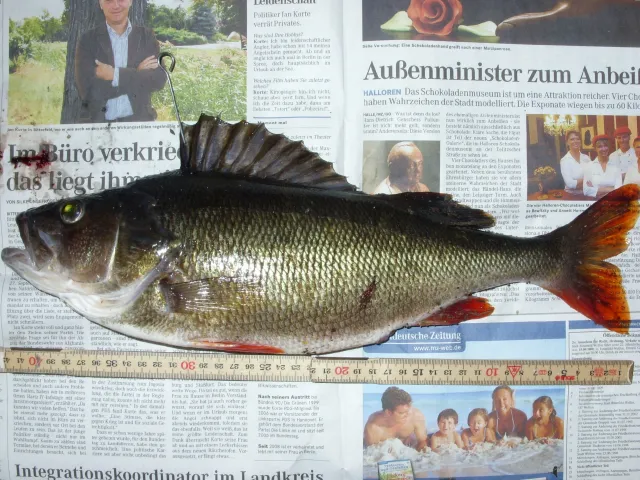 Flussbarsch
