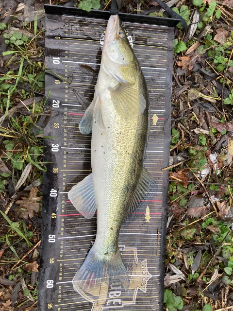 Zander