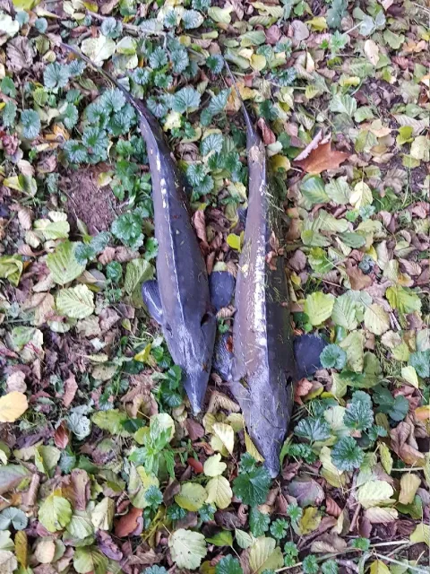 Stör