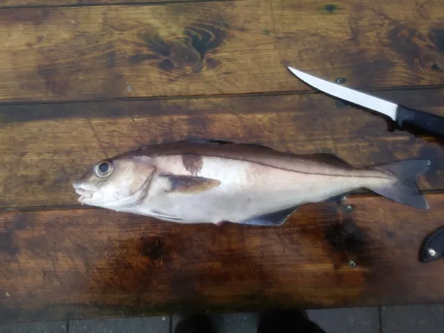 Schellfisch