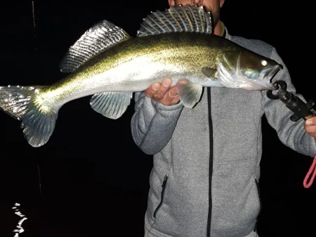 Zander