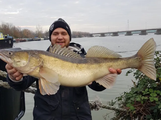 Zander