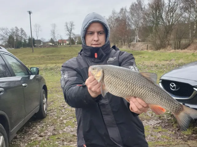 Döbel