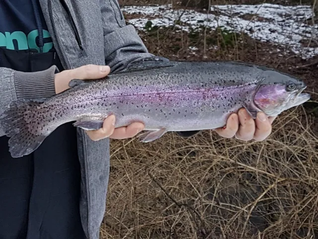 Regenbogenforelle
