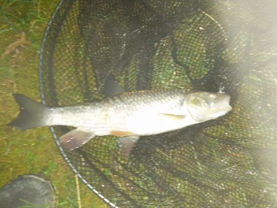 Döbel