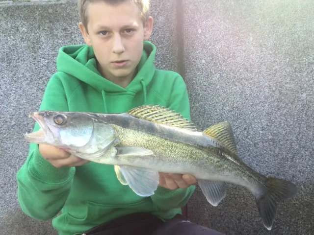Zander