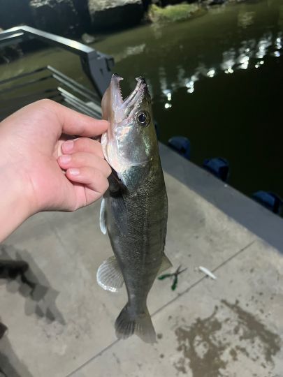 Zander