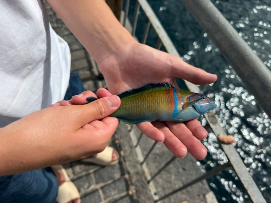 Lippfisch-1