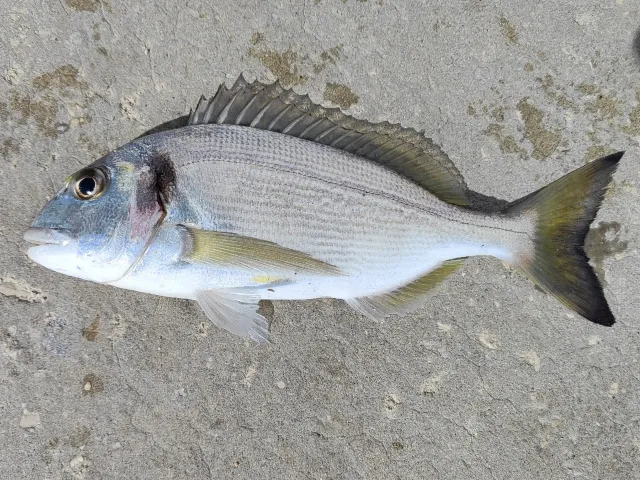 Dorade