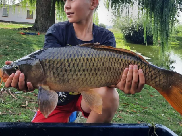 Karpfen