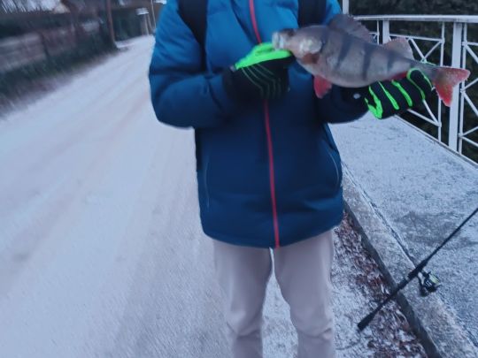 Flussbarsch