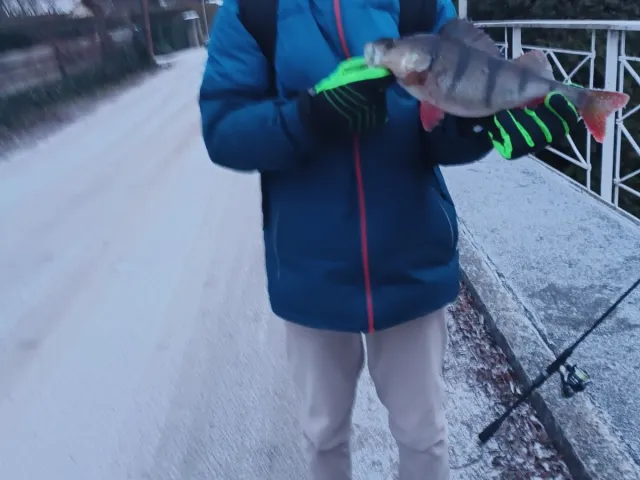 Flussbarsch