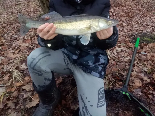 Zander