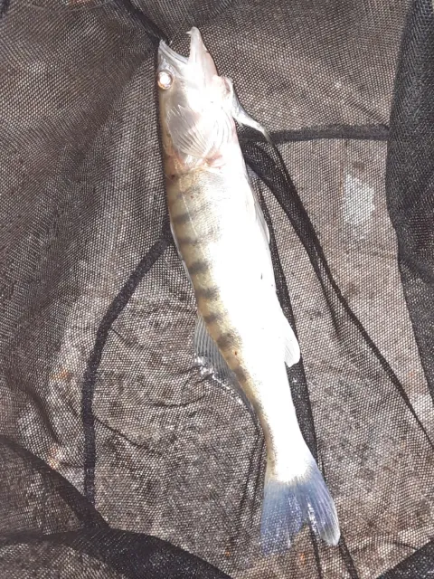 Zander