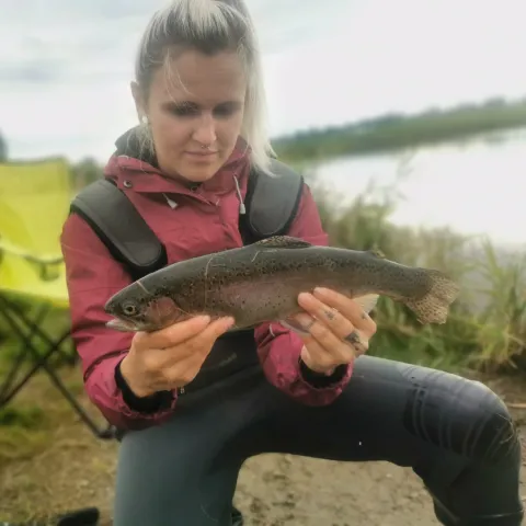 Regenbogenforelle