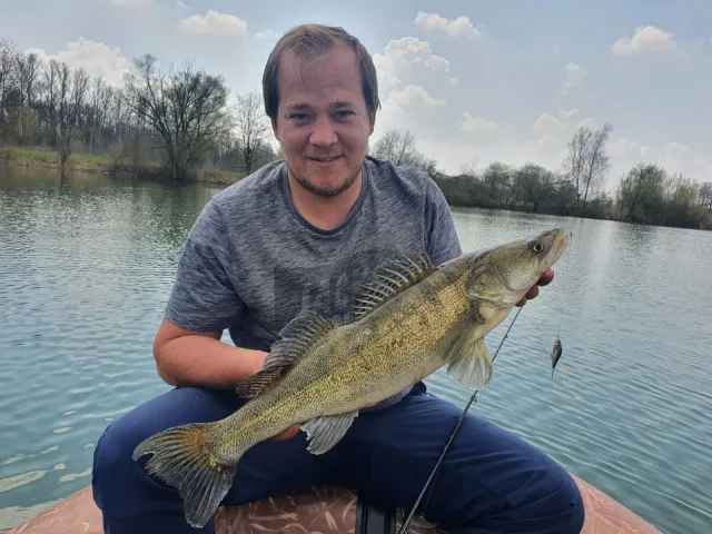 Zander