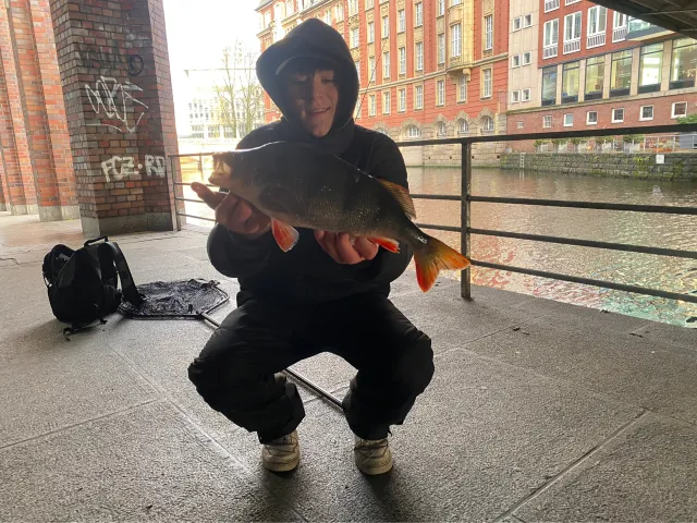 Flussbarsch