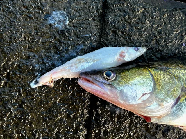 Zander