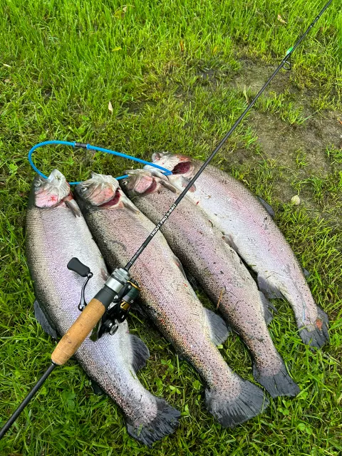 Regenbogenforelle