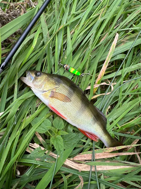 Flussbarsch
