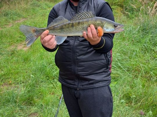 Zander