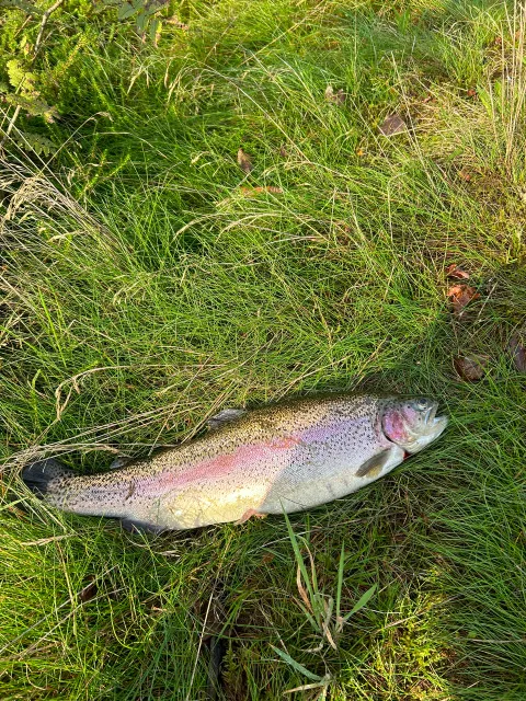 Regenbogenforelle