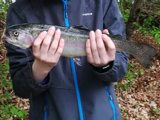 Regenbogenforelle