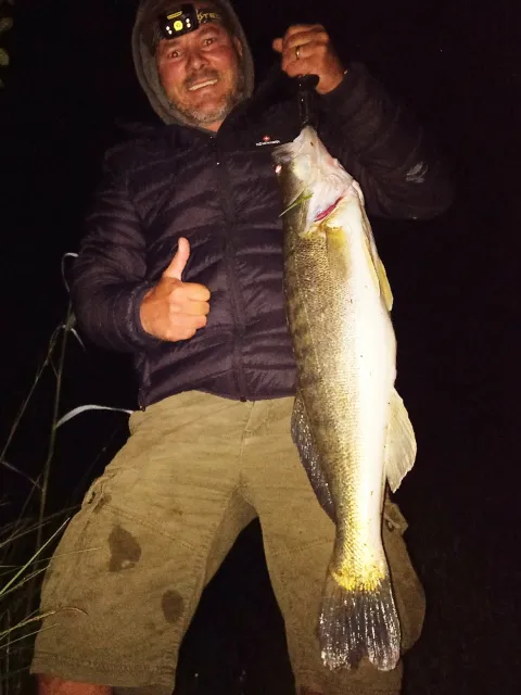 Zander