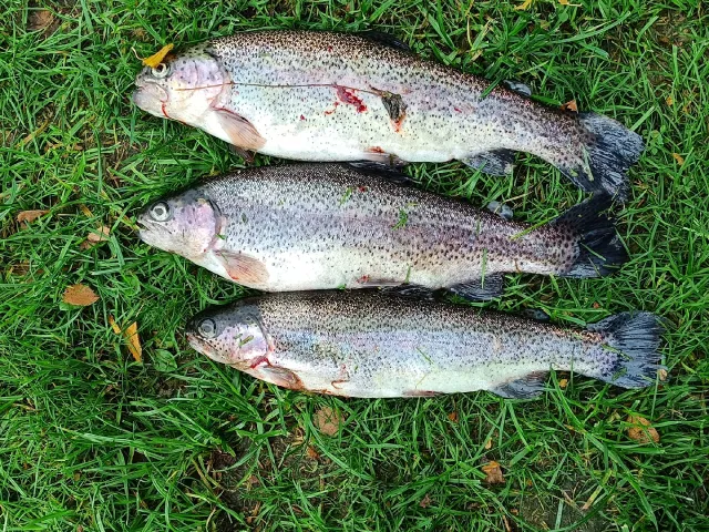 Regenbogenforelle