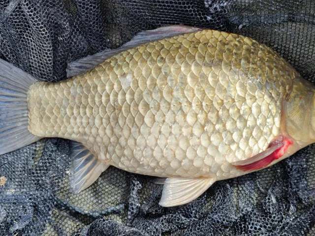 Karausche