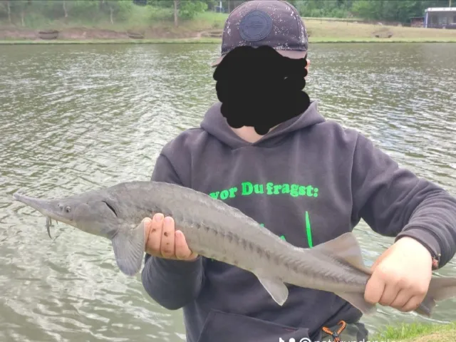 Stör