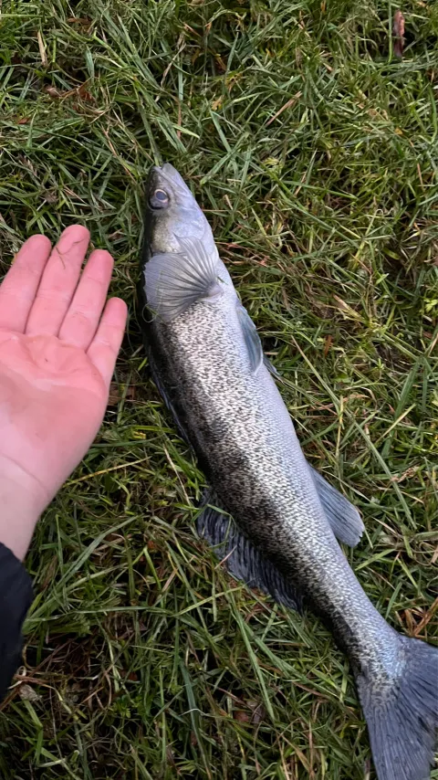 Zander