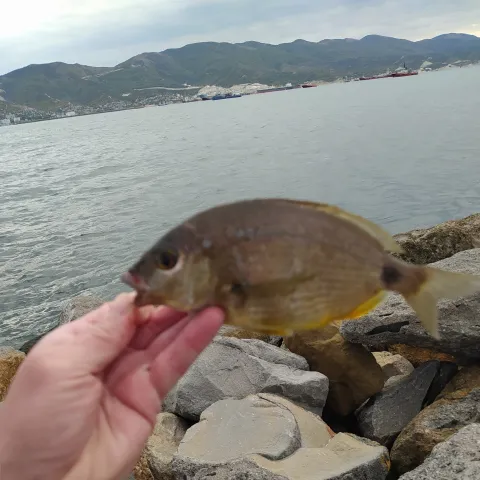 Dorade