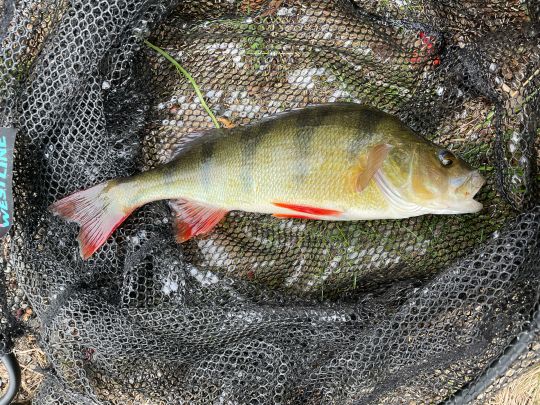 Unterer Eschenbacher Teich ALLE ANGELN