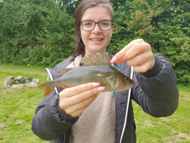 Flussbarsch