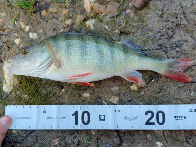 Flussbarsch