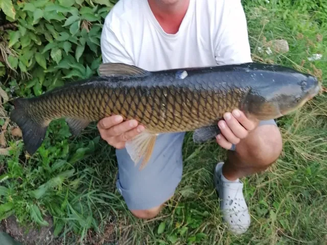 Graskarpfen