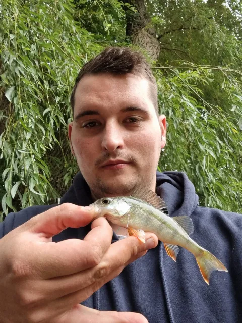 Flussbarsch
