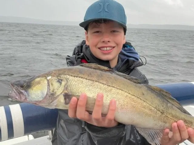 Zander