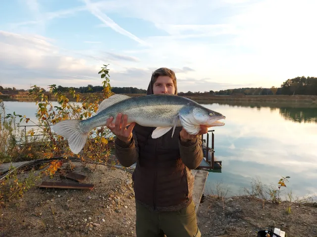 Zander