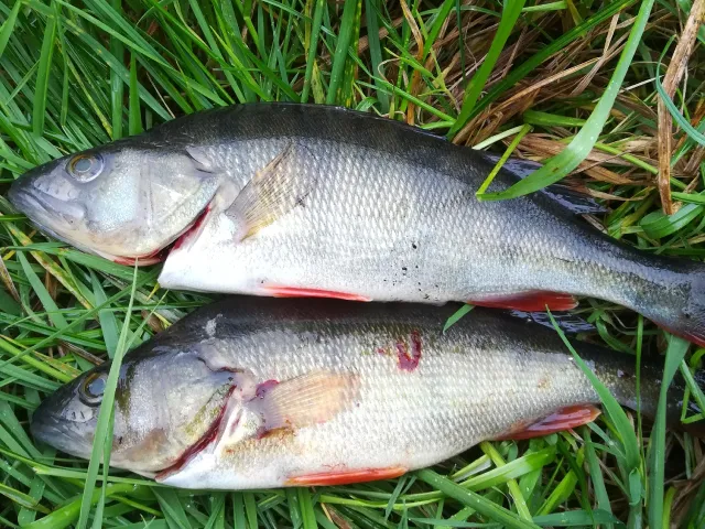 Flussbarsch