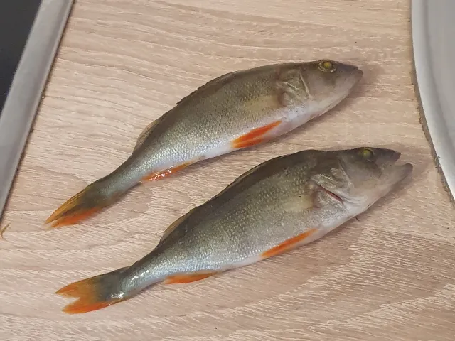 Flussbarsch