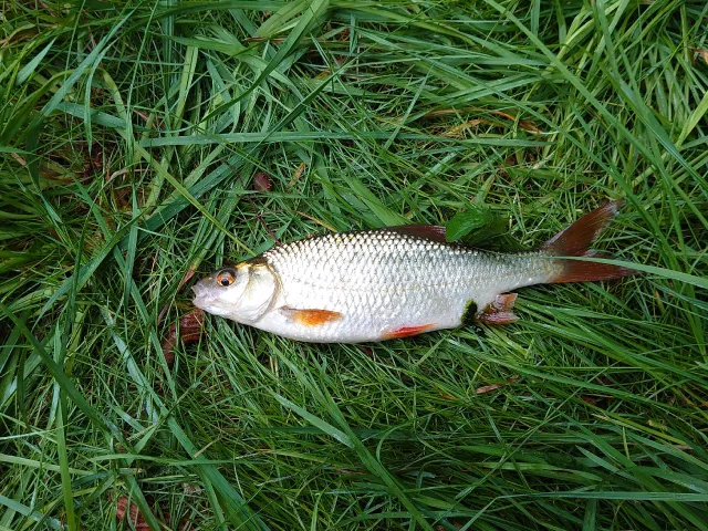 Rotauge