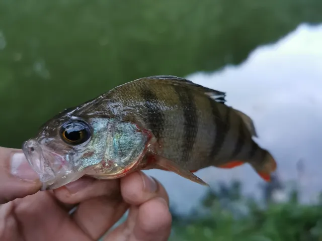 Flussbarsch