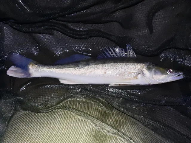 Zander