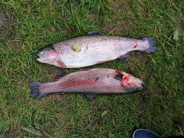 Regenbogenforelle