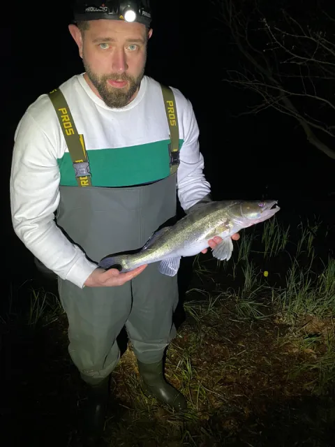 Zander