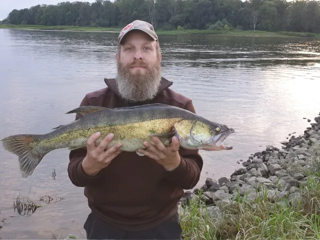 Zander